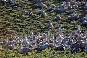 Duck breeding (photo rural coordination)
