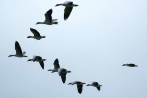 wild geese (Pixabay)