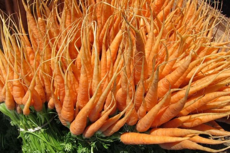 carrots-fresh-pxHere-768x511