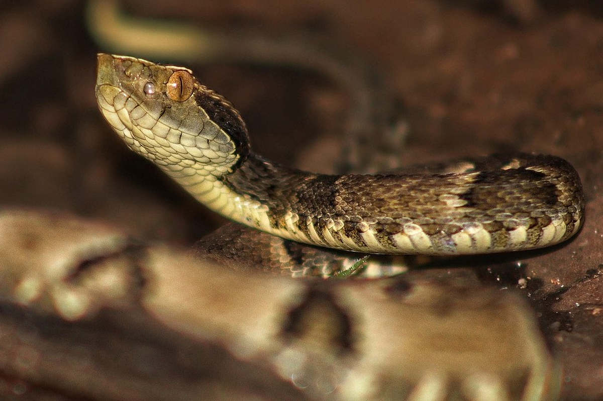 Bothrops Jararaca, CC BY-SA 4.0, via Wikimedia Commons