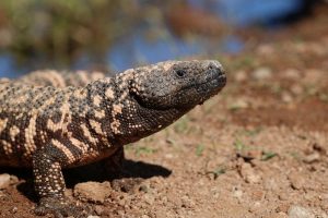 The Gila monster, a North American lizard whose venom component can treat diabetes (Piaxabay)
