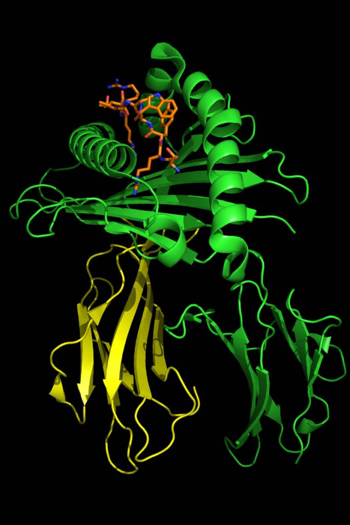 HLA-B-2705-peptide_in_complex_with_influenza_nucleoprotein_NP383-391-2