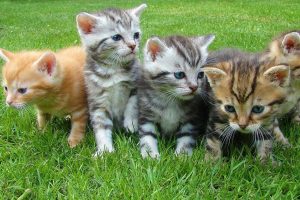 kittens (Pixabay)