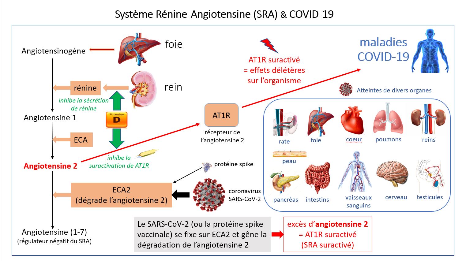 The binding of the coronavirus SARS-CoV-2 (or spike protein) to its cellular receptor ACE2 (angiotensin converting enzyme 2) interferes with the degradation of angiotensin 2 by ACE2 which, in excess, induces the over-activation of the cellular receptor AT1R. The over-activation of the RAS has very deleterious effects on the organism, leading in particular to the development of COVID-19 diseases. The AT1R receptor has vasoconstrictor (hypertensive), pro-inflammatory (cytokine storm), pro-thrombotic, pro-fibrosing, pro-oxidative (causes oxidative stress), pro-angiogenic, hypertrophying organs (heart, lungs, etc.), inhibiting the production of nitric oxide (NO) affecting the immune and nervous systems... The over-activated AT1R receptor (= RAS dysfunction) is thus the real culprit in Covid-19 diseases.