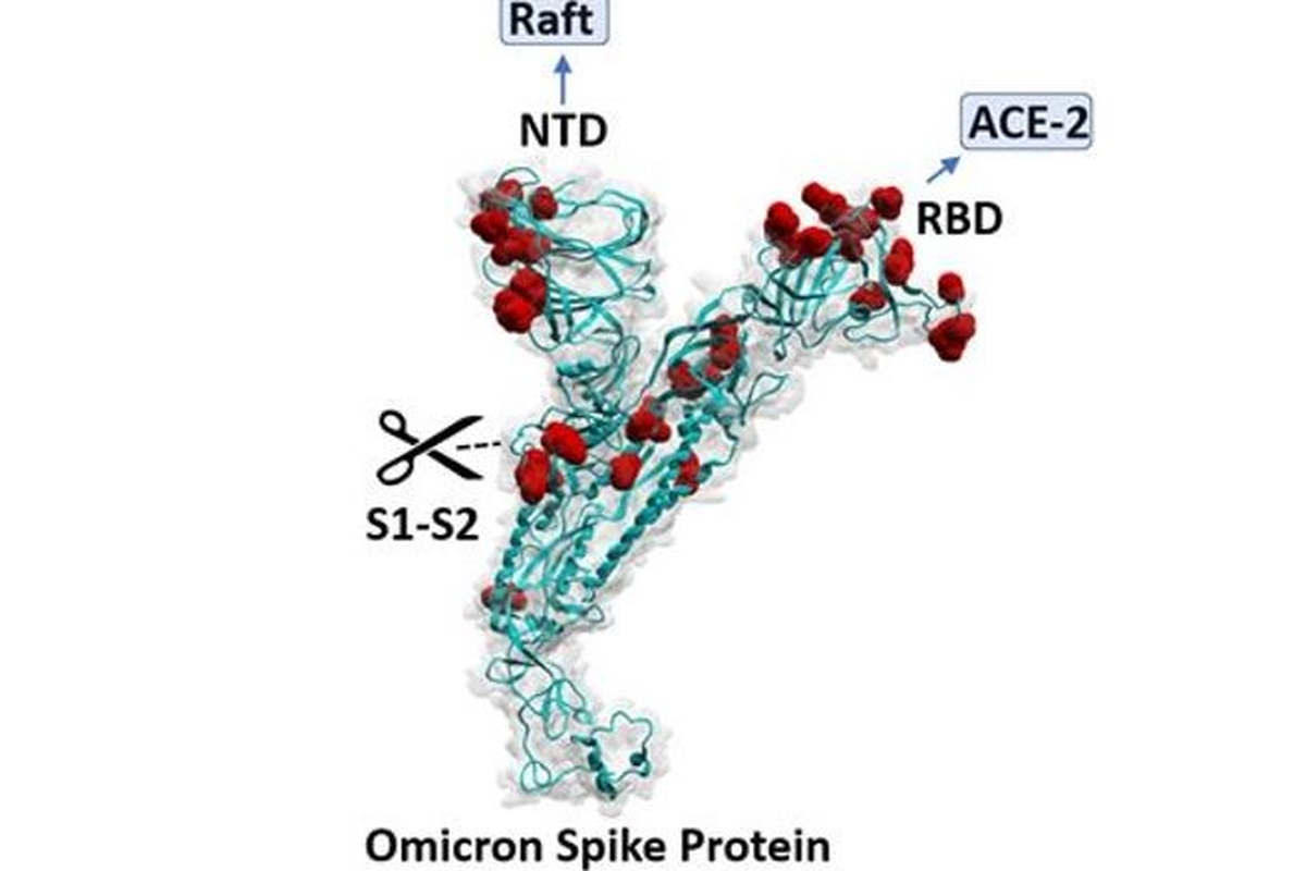 Omicron Spike Protein (Doc Pr Jacques Fantini)