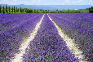 field of lavender (Piqsels)