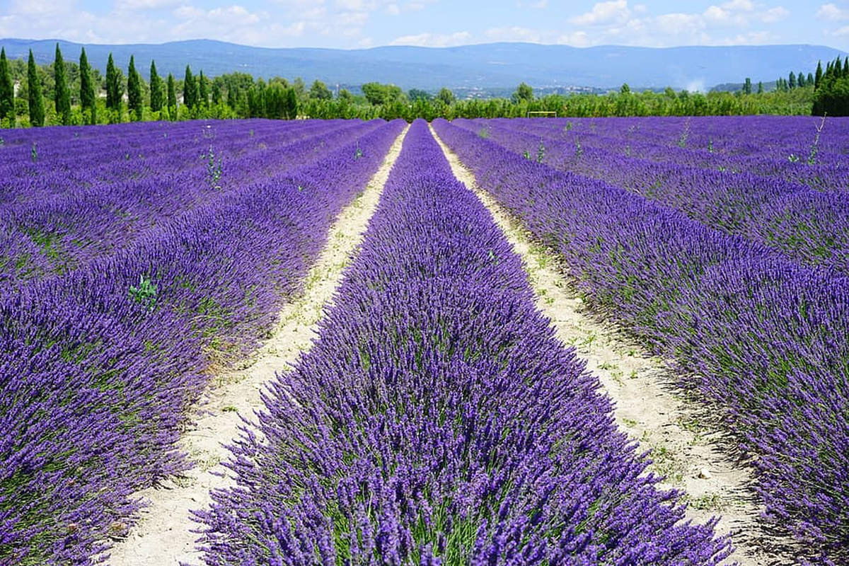 field of lavender (Piqsels)