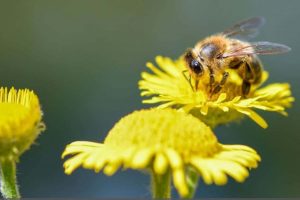 Bee pollination Pollination by bees (Christels, )public domain Pixnio