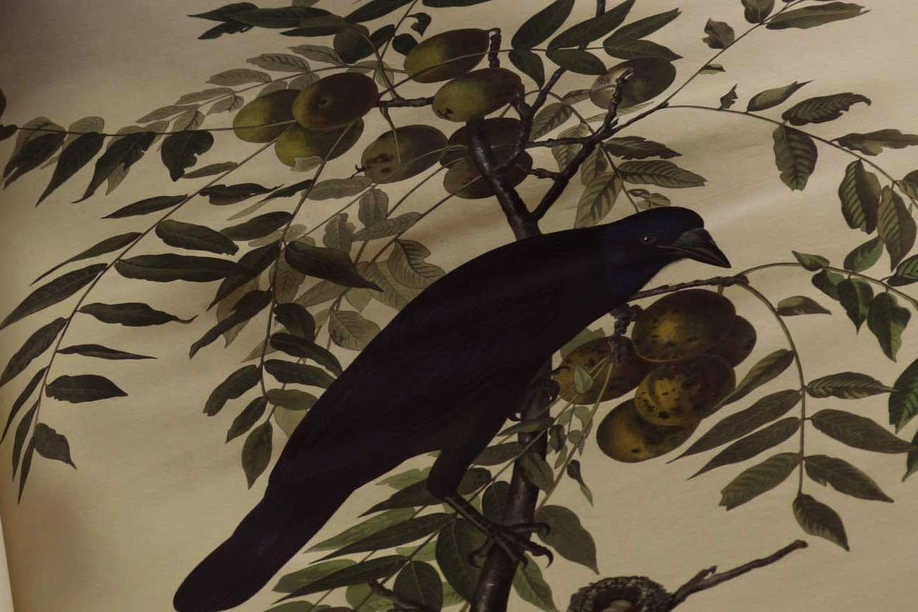 Jacques Loeuille's film allows us to discover or rediscover the magnificent engravings of Audubon, a pioneer of ecology.