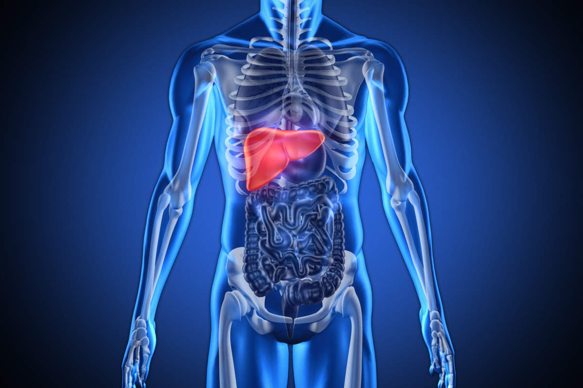 Position of the liver (UnlimPhotos)